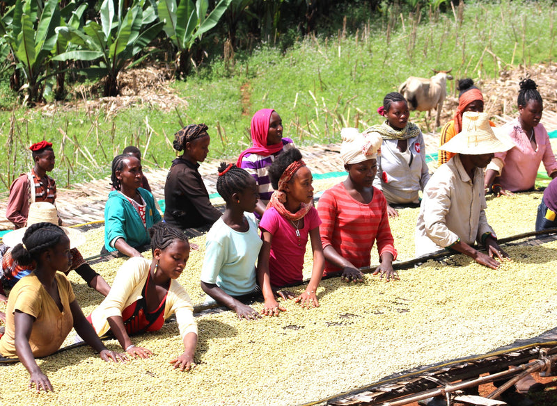 Ethiopia Yirgacheffe 2 Washed Worka - 33921-4 - GrainPro Bags - SPOT SEAFORTH