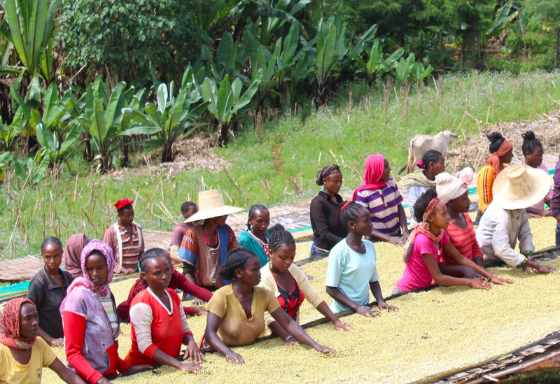 Ethiopia Yirgacheffe 2 Washed Worka - 33921-3 - GrainPro Bags - SPOT SEAFORTH