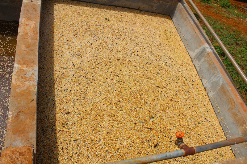 Ethiopia Yirgacheffe 2 Washed Worka - 33921-3 - GrainPro Bags - SPOT SEAFORTH