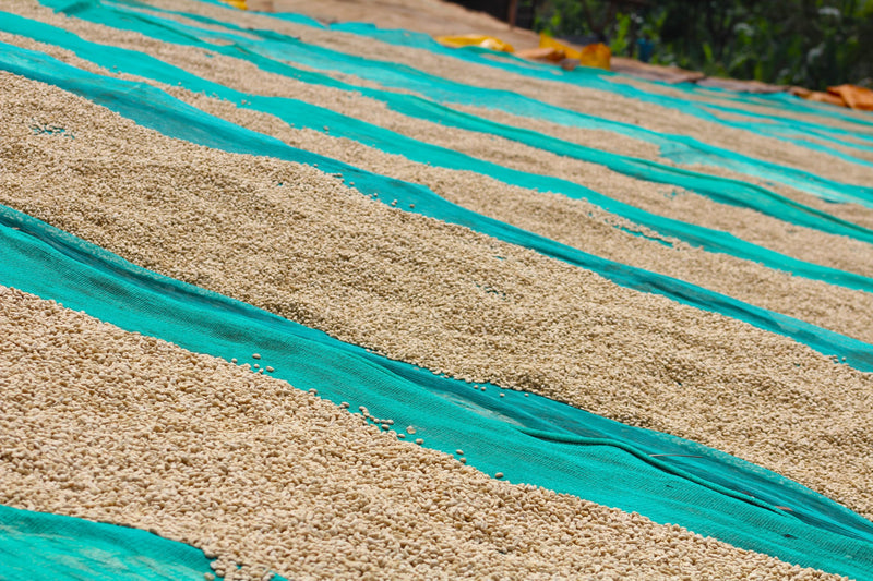 Ethiopia Yirgacheffe 2 Washed Worka - 33921-4 - GrainPro Bags - SPOT SEAFORTH