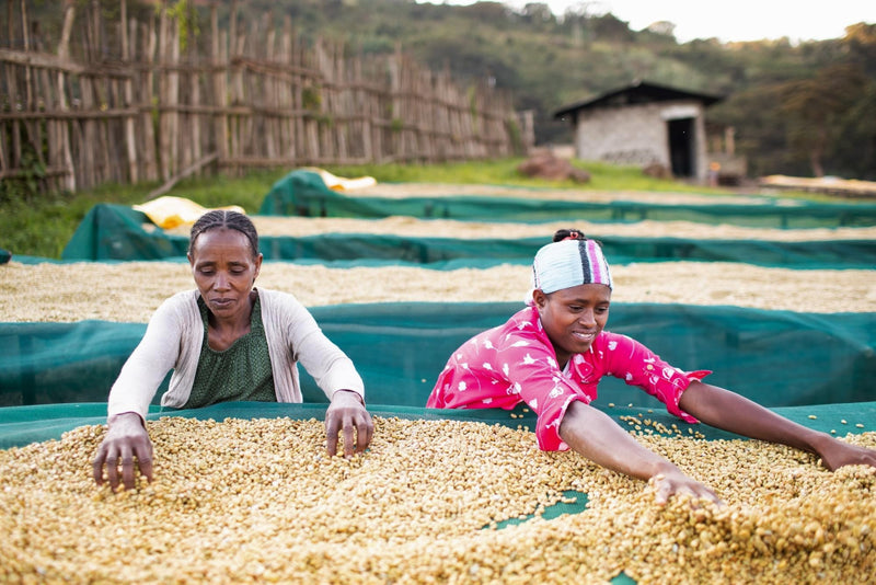 ETHIOPIA YIRGACHEFFE 2 WASHED ORGANIC - *52317* - 27201-2 - GrainPro Bags - SPOT COSEATAC