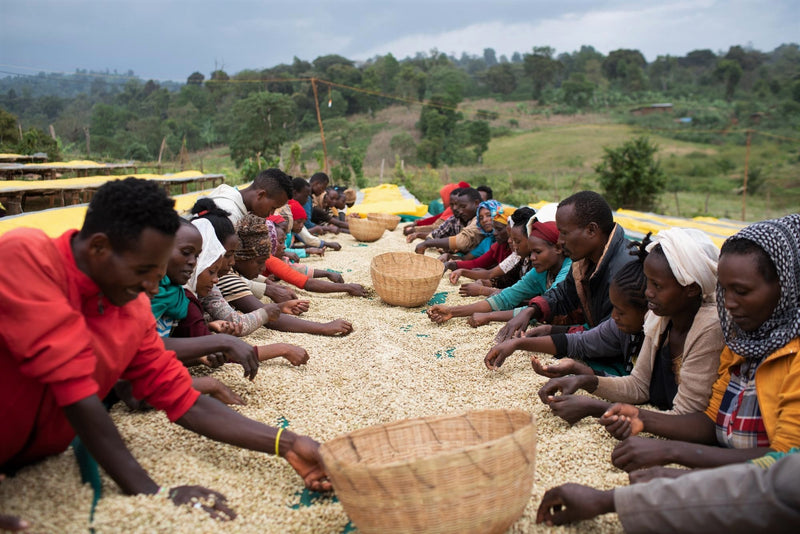 ETHIOPIA YIRGACHEFFE 2 WASHED ORGANIC - 39597-1 - GrainPro Bags - ETA: Sep 24, 2026 - COMIDWEST