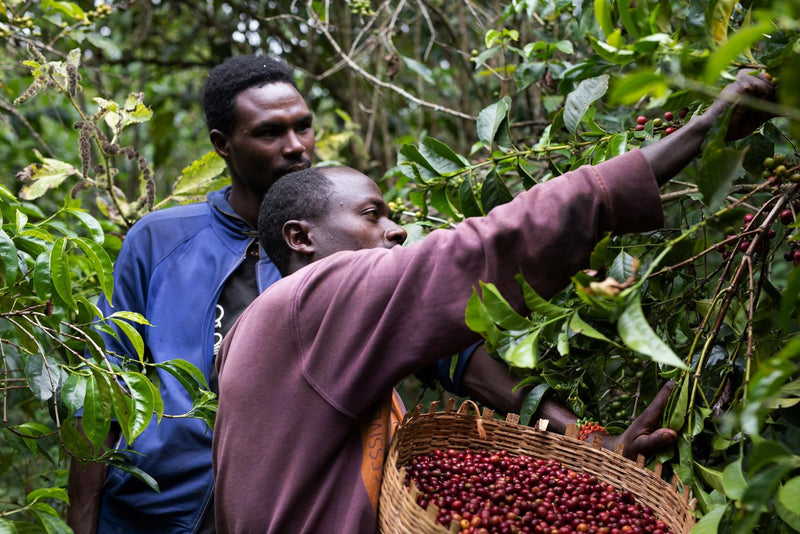 ETHIOPIA YIRGACHEFFE 2 WASHED ORGANIC - *52317* - 27201-2 - GrainPro Bags - SPOT COSEATAC