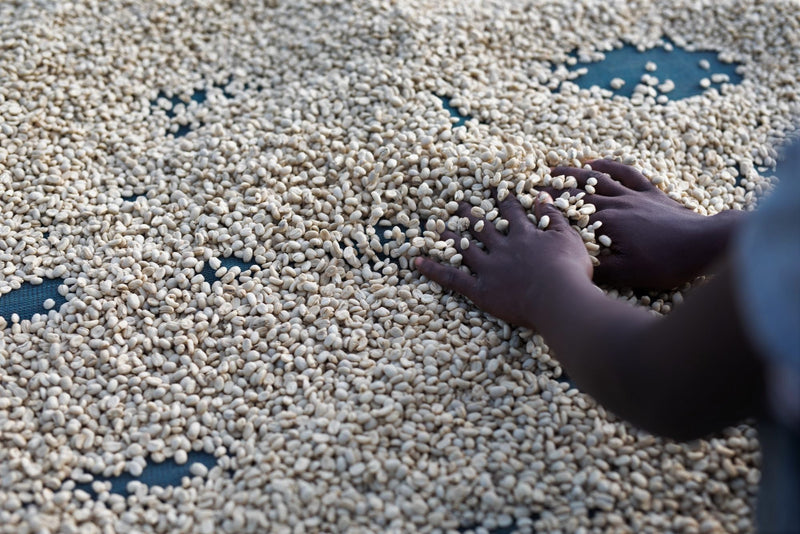 ETHIOPIA YIRGACHEFFE 2 WASHED ORGANIC - 39597-1 - GrainPro Bags - ETA: Sep 24, 2026 - COMIDWEST