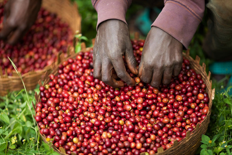 Ethiopia Yirgacheffe 2 Washed Hirut - 36716-2 - GrainPro Bags - SPOT DUPUYHOU