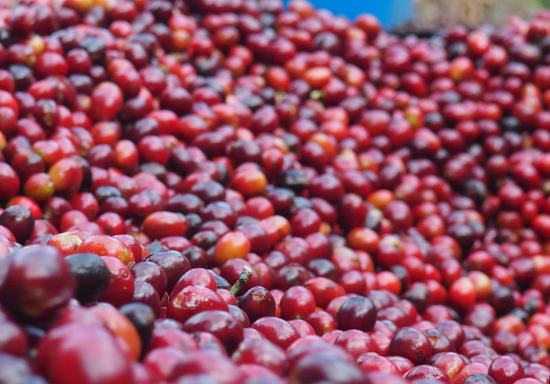 Ethiopia Yirgacheffe 3 Natural Aricha - 35196-1 - GrainPro Bags - SPOT SEAFORTH