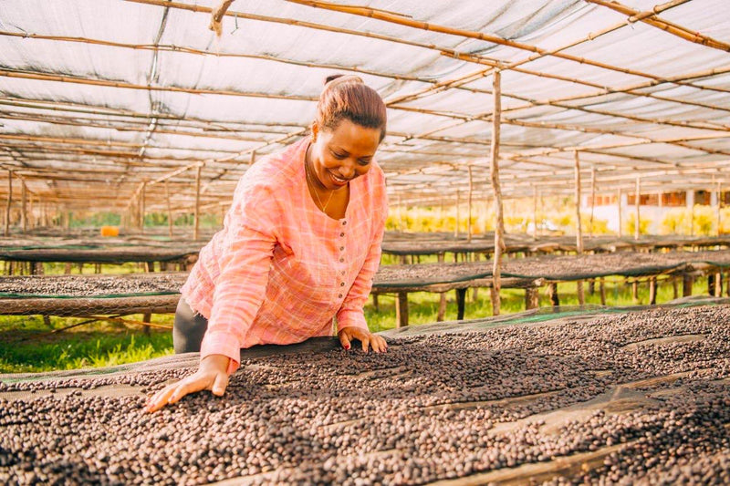Ethiopia Yirgacheffe 3 Natural Dumerso - 34342 - GrainPro Bags - SPOT RCWHSE
