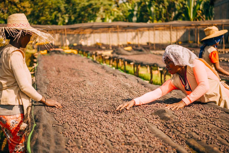 Ethiopia Yirgacheffe 3 Natural - 28568 - GrainPro Bags - SPOT RCWHSE