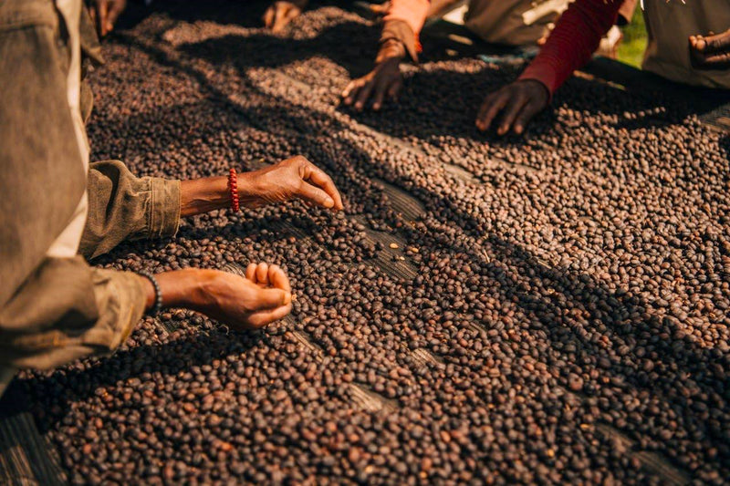 Ethiopia Yirgacheffe 3 Natural - 28567 - GrainPro Bags - SPOT COSEATAC