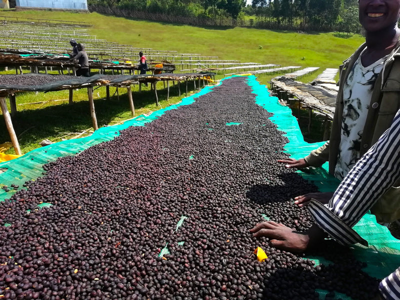 Ethiopia Yirgacheffe 4 Natural Gelana Abaya - 32049 - SPOT RCWHSE