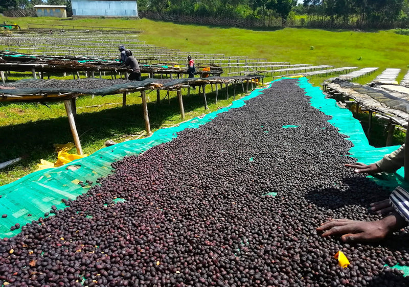 Ethiopia Yirgacheffe 4 Natural Gelana Abaya - 32049-2 - SPOT DUPUYHOU