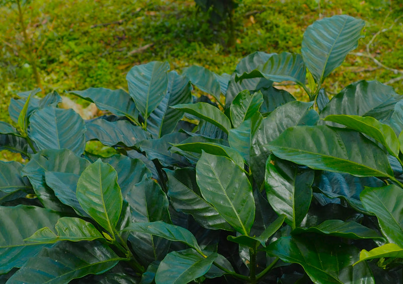 Ethiopia Yirgacheffe 4 Natural Gelana Abaya - 32049 - SPOT RCWHSE