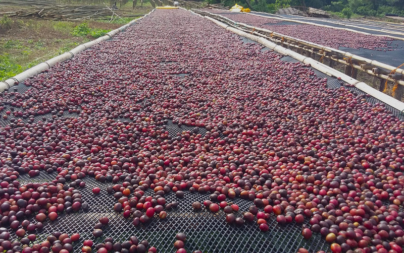 Ethiopia Yirgacheffe 4 Natural Kochore - 32050 - SPOT RCWHSE