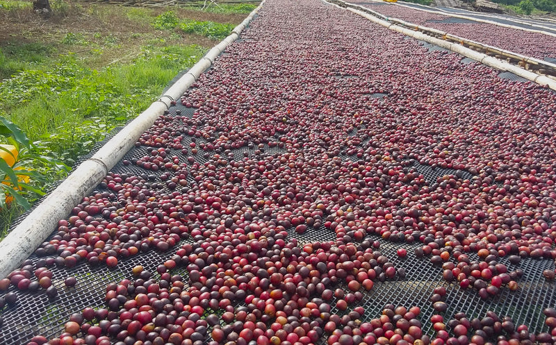 Ethiopia Yirgacheffe 4 Natural Kochore - 32050 - SPOT RCWHSE