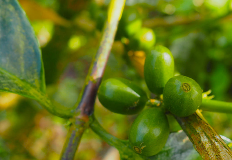 Ethiopia Yirgacheffe 4 Natural - 33635-1 - GrainPro Bags - SPOT SEAFORTH