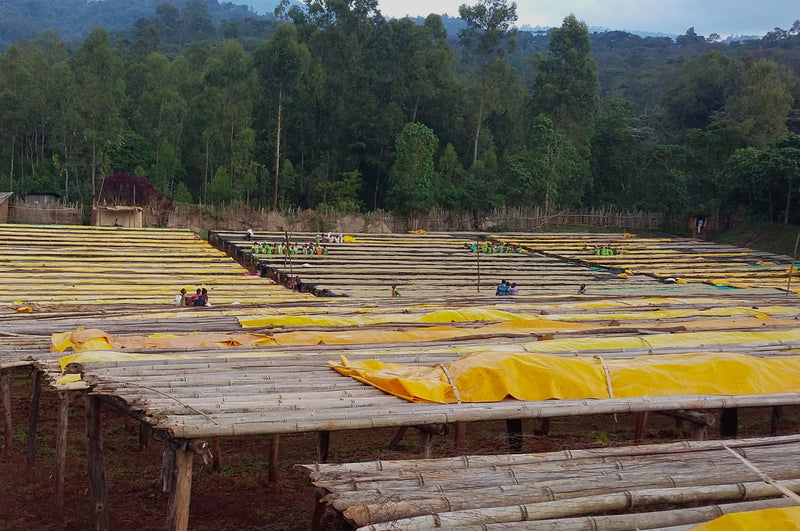 Ethiopia Yirgacheffe 4 Natural Sukke Hafursa - 32048 - SPOT RCWHSE