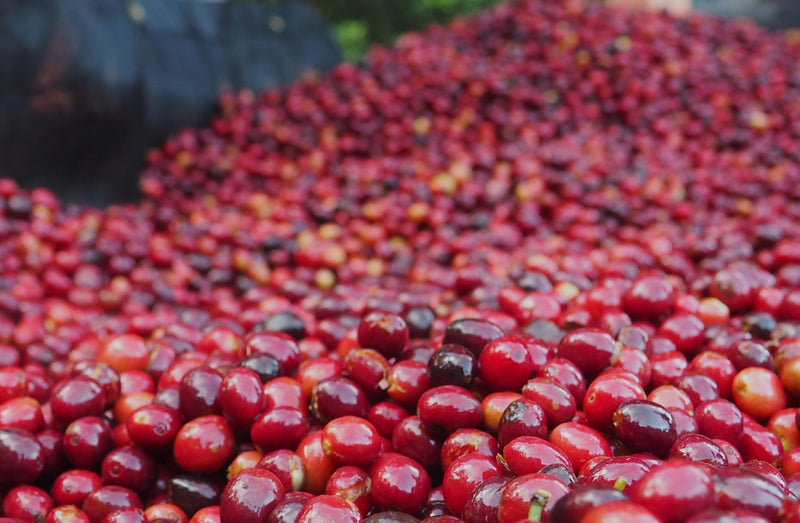 Ethiopia Yirgacheffe 4 Natural Sukke Hafursa - 32048 - SPOT RCWHSE
