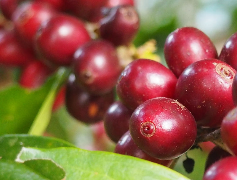 Ethiopia Yirgacheffe 4 Natural Sukke Hafursa - 32048 - SPOT RCWHSE