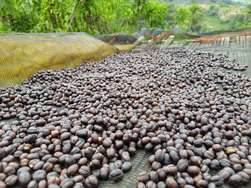 Ethiopia Yirgacheffe Gedeb 1 Natural 10 Day Freezer Chelchele - 33917 - 30.0 kg GrainPro Bags - SPOT SHANGHAI