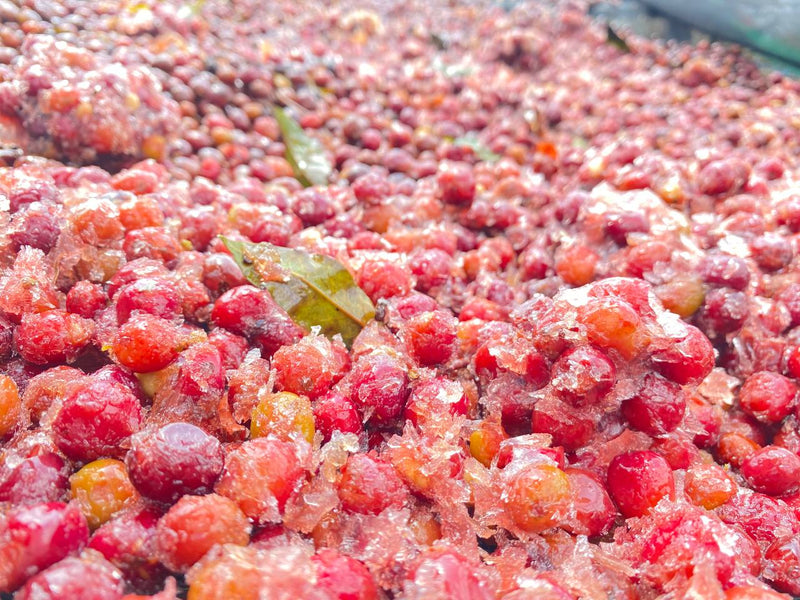 Ethiopia Yirgacheffe Gedeb 1 Natural 10 Day Freezer Chelchele - 33917 - 30.0 kg GrainPro Bags - SPOT SHANGHAI