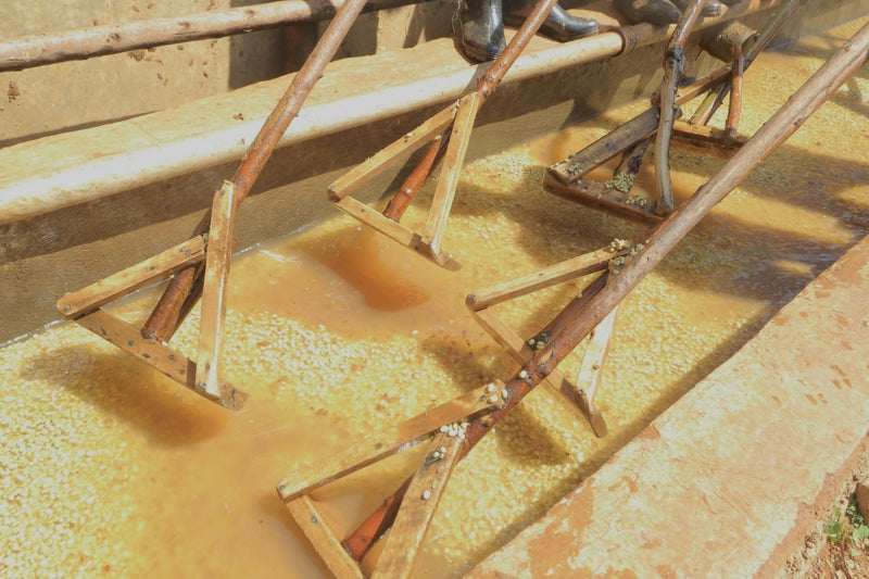 Ethiopia Yirgacheffe 2 Washed - 34348-6 - GrainPro Bags - SPOT COMIDWEST