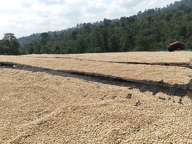 Ethiopia Yirgacheffe 2 Washed - 36033-5 - GrainPro Bags - SPOT COMIDWEST