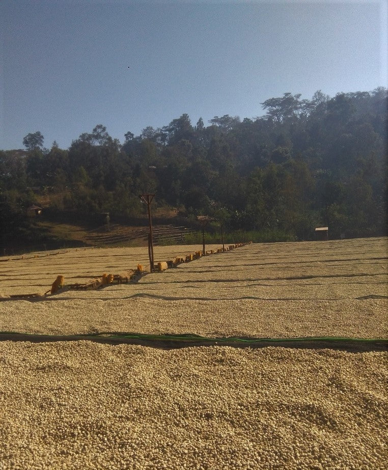 Ethiopia Yirgacheffe 1 Washed Halo Bariti - *50777C* - 26228 - GrainPro Bags - SPOT SHANGHAI