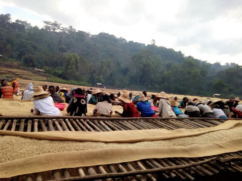 Ethiopia Yirgacheffe 1 Natural Halo Bariti - *50526* - 25870 - GrainPro Bags - SPOT RCWHSE
