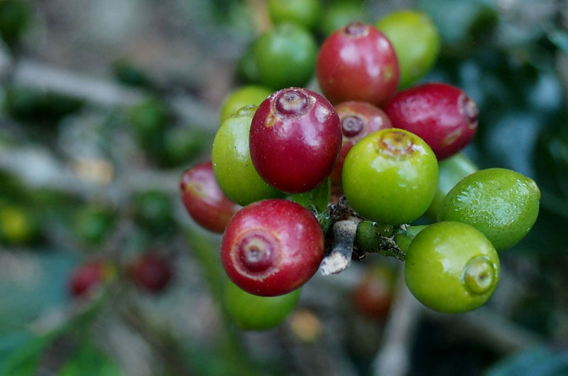 ETHIOPIA YIRGACHEFFE 1 NATURAL ORGANIC ZELELU ARARSO - *50047* - 25866 - GrainPro Bags - SPOT RCWHSE