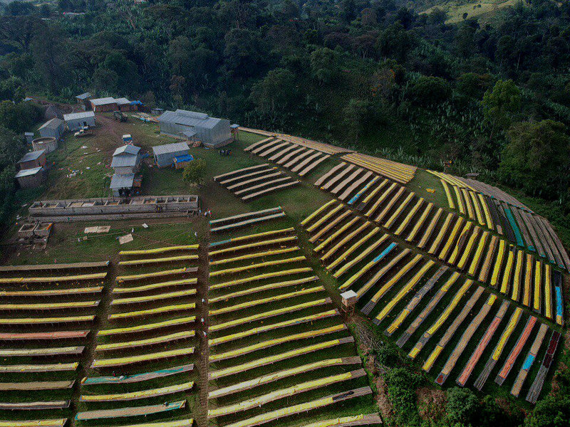 ETHIOPIA GUJI 2 WASHED ORGANIC KAYON MOUNTAIN - 33280-2 - GrainPro Bags - SPOT COSEATAC