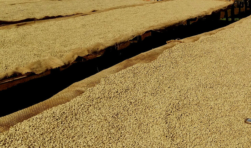 ETHIOPIA GUJI 2 WASHED ORGANIC KAYON MOUNTAIN - 33280-4 - GrainPro Bags - SPOT DUPUYHOU