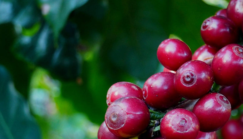 DECAF ETHIOPIA FT ORGANIC NATURAL SIDAMO ROYAL SELECT SWISS WATER PROCESS - 28834 - SPOT COSEATAC