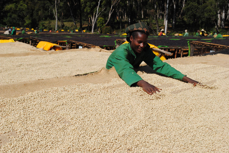 ETHIOPIA YIRGACHEFFE GEDEB 1 WASHED ORGANIC CHELCHELE - Lot 118 *49822R* - 25540 - GrainPro Bags - SPOT RCWHSE