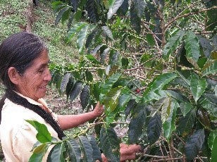 PERU ORGANIC EL LAUREL ELOGIA CARRILLO - 29920 - GrainPro Bags - SPOT RCWHSE