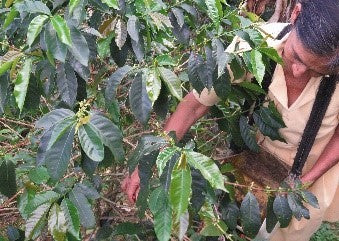 PERU ORGANIC EL LAUREL ELOGIA CARRILLO - 29920 - GrainPro Bags - SPOT RCWHSE