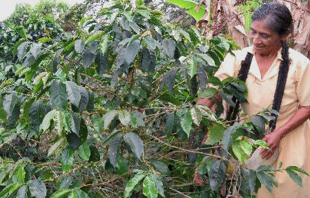 PERU ORGANIC AROMAS DEL VALLE SHB 81-82 - 28629-1 - SPOT RCWHSE
