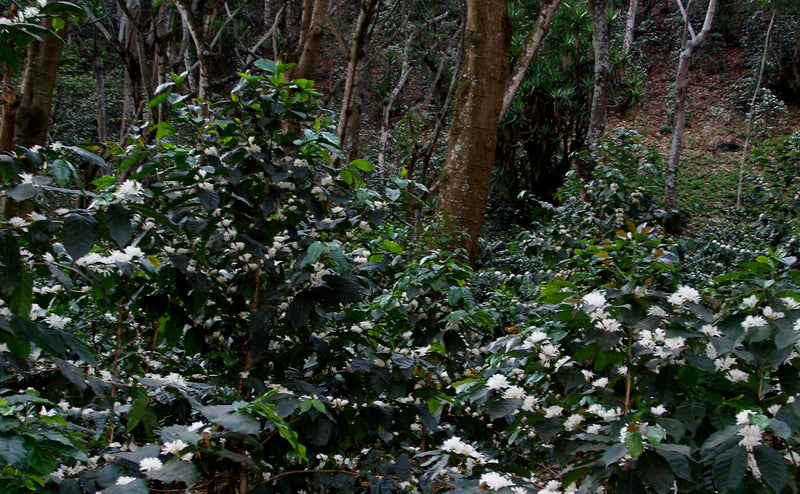 PERU ORGANIC AROMAS DEL VALLE SHB 81-82 - 28626-2 - SPOT RCWHSE