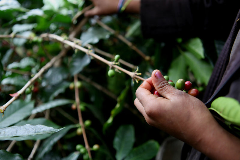PERU ORGANIC AROMAS DEL VALLE SHB 81-82 - 28629-2 - SPOT RCWHSE