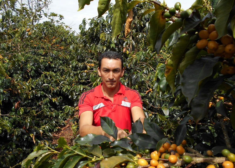 Colombia Cauca El Tambo AA - *51424* - 24956 - GrainPro Bags - SPOT RCWHSE