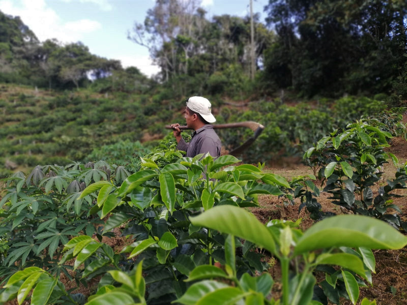 PERU ORGANIC CAJAMARCA DIAMANTE FAMILIA FLORES - *51241* - 24972 - GrainPro Bags - SPOT RCWHSE