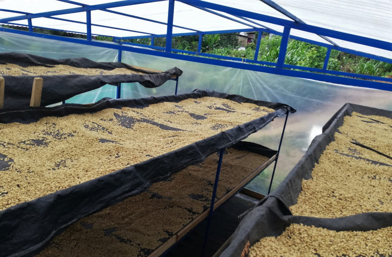 PERU ORGANIC CAJAMARCA DIAMANTE FAMILIA FLORES - *51241* - 24972 - GrainPro Bags - SPOT RCWHSE