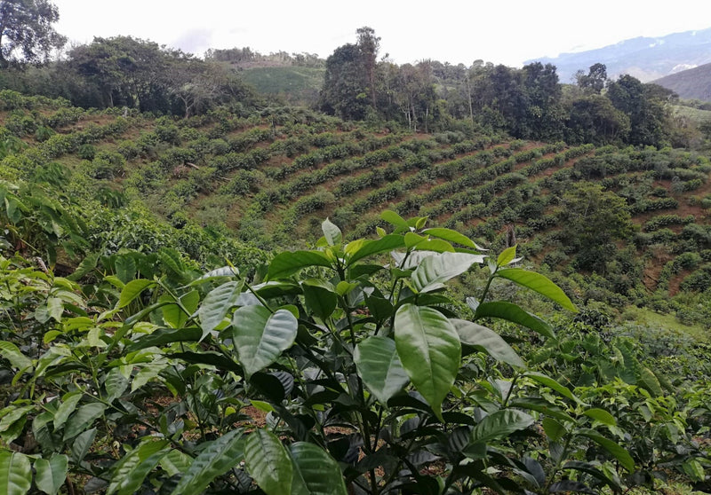PERU ORGANIC CAJAMARCA DIAMANTE FAMILIA FLORES - *51241* - 24972 - GrainPro Bags - SPOT RCWHSE
