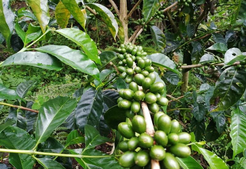 PERU ORGANIC CAJAMARCA DIAMANTE FAMILIA FLORES - *51241* - 24972 - GrainPro Bags - SPOT RCWHSE