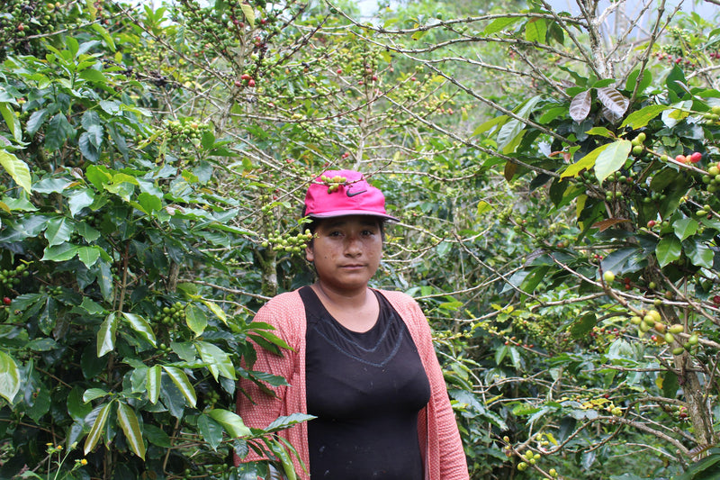 PERU ORGANIC AMAZONAS LONYA GRANDE  - 36974 - SPOT RCWHSE