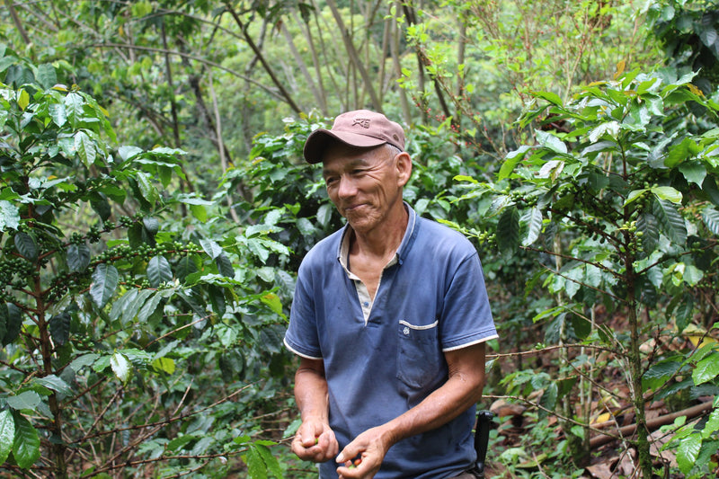 PERU ORGANIC AMAZONAS LONYA GRANDE  - 36974 - SPOT RCWHSE