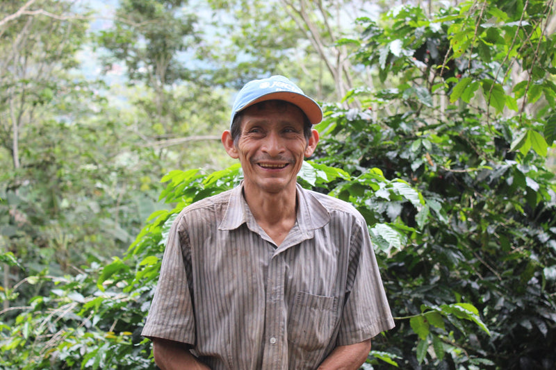 PERU ORGANIC AMAZONAS LONYA GRANDE  - 36974 - SPOT RCWHSE