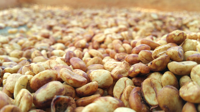 Tanzania RFA Finagro Estate Honey - *44410C* - 25203 - GrainPro Bags - SPOT SHANGHAI
