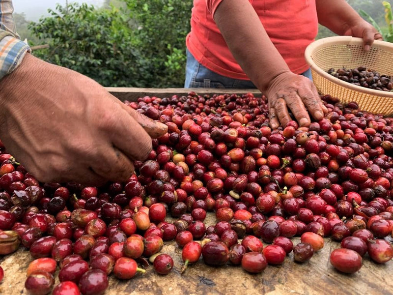 Ecuador Pichincha San Jose de Minas Loma And Morales Honey Caturra - *48849C* - 25713 - 69.0 kg GrainPro Bags - SPOT SHANGHAI