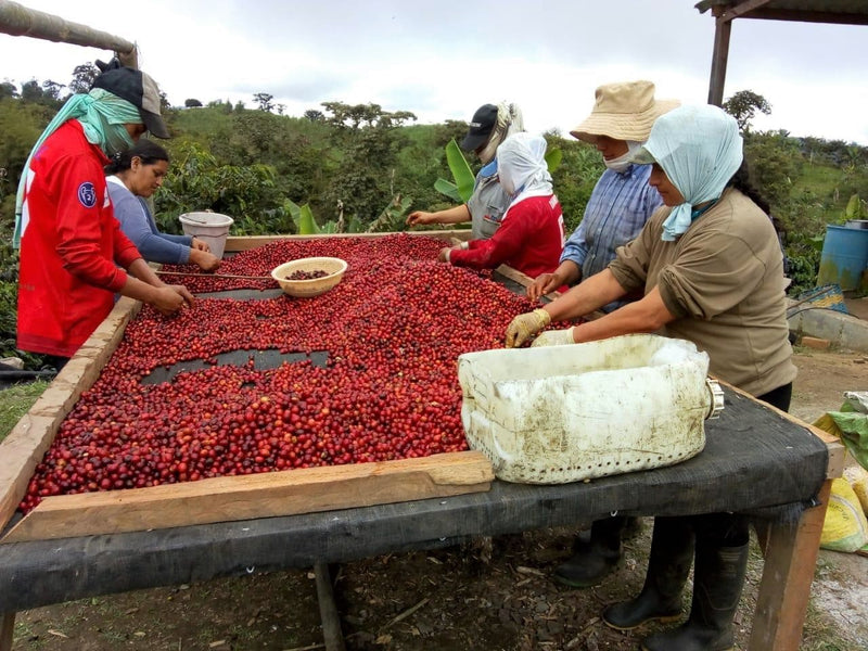 Ecuador Pichincha San Jose de Minas Loma And Morales Honey Caturra - *48849C* - 25713 - 69.0 kg GrainPro Bags - SPOT SHANGHAI