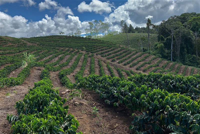 Costa Rica San Vito Y Sabalito SHB EP - *51838* - 27294-5 - SPOT COSEATAC